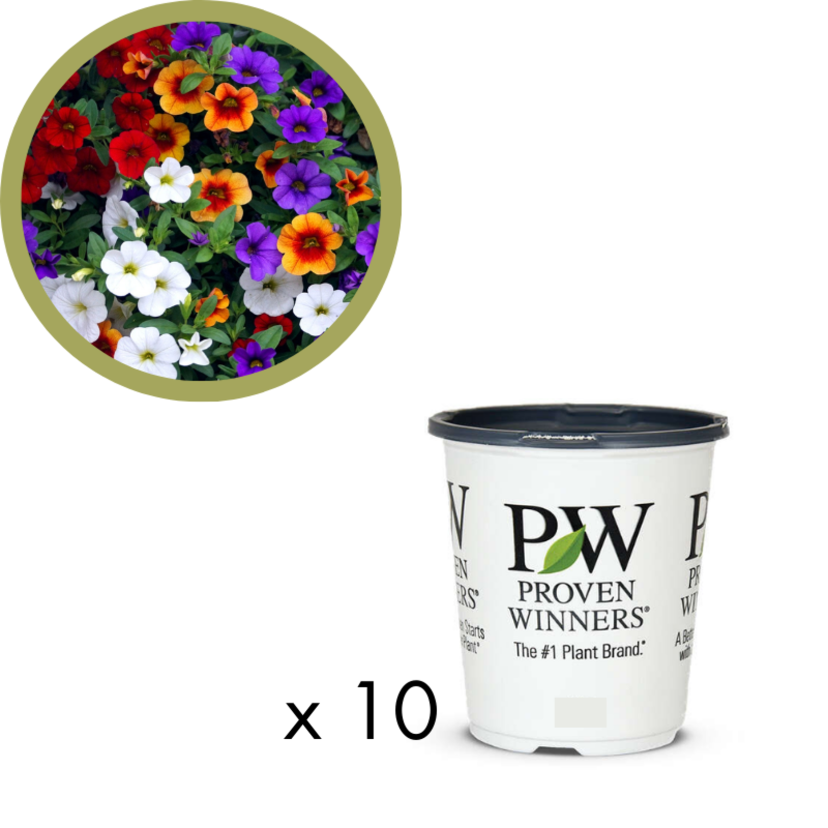 Green Spot Wholesale Order Request - Annual Flowers in 4.5" Proven Winners