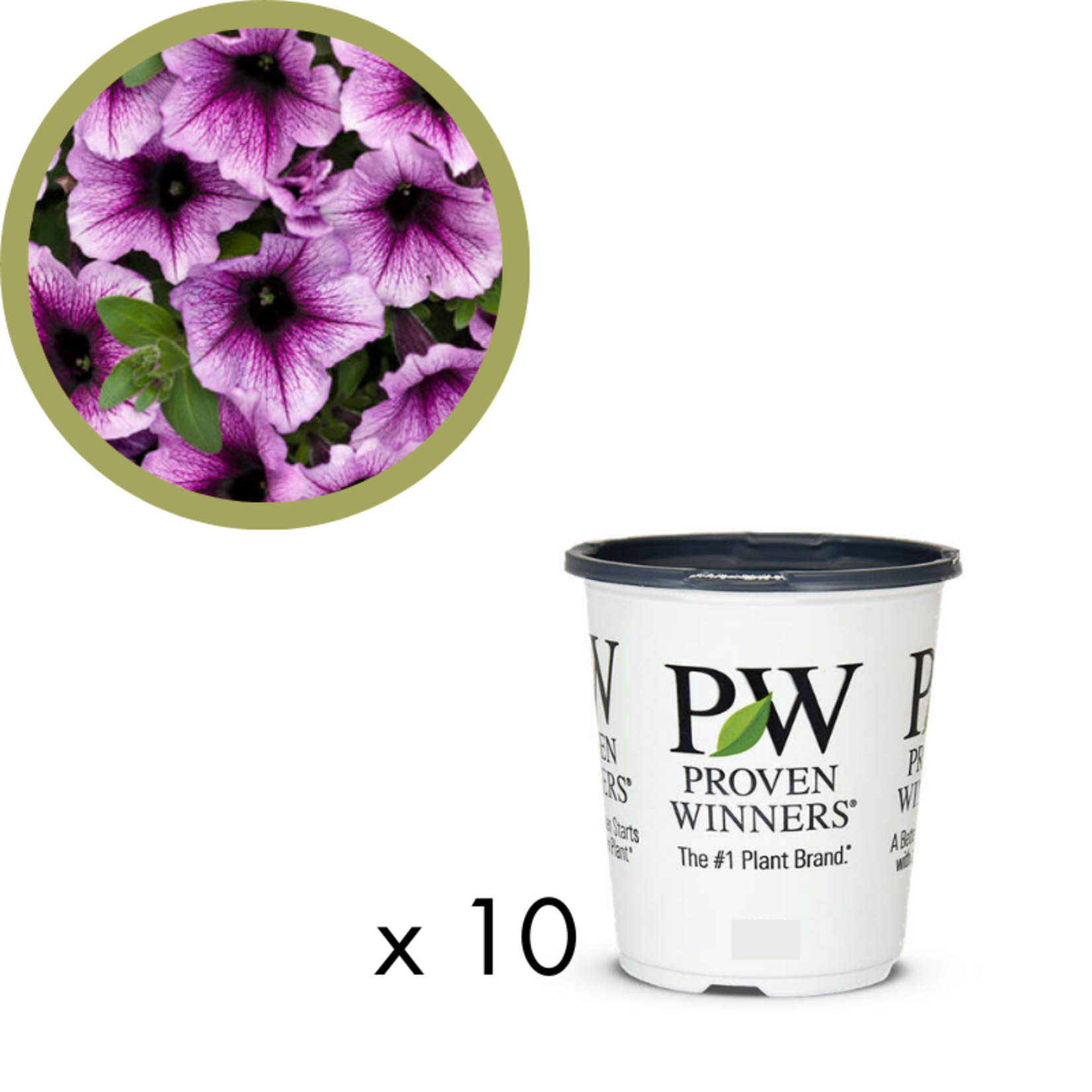 Green Spot Wholesale Order Request - Annual Flowers in 4.5" Proven Winners