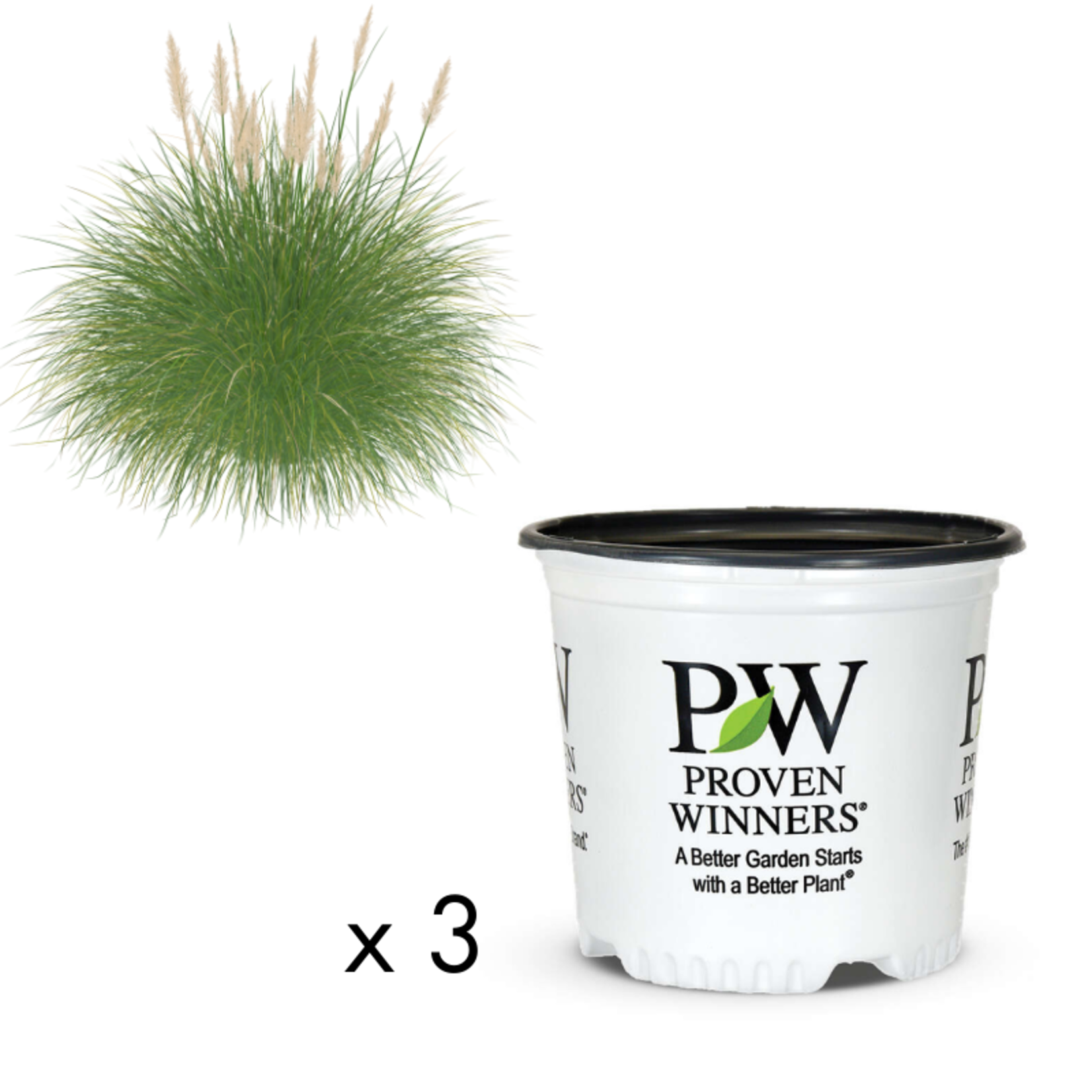 Green Spot Wholesale Order Request - Annual Grasses in #01 Gallon Proven Winners