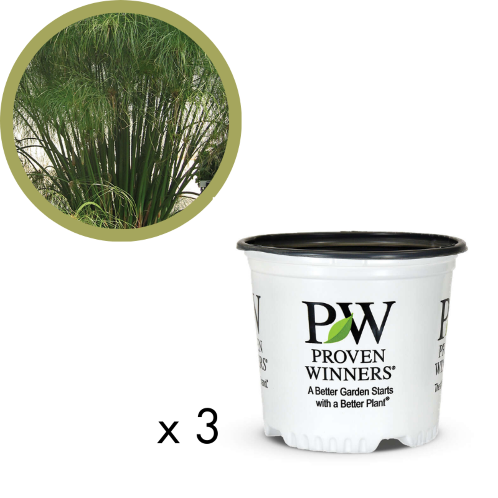 Green Spot Wholesale Order Request - Annual Grasses in #01 Gallon Proven Winners