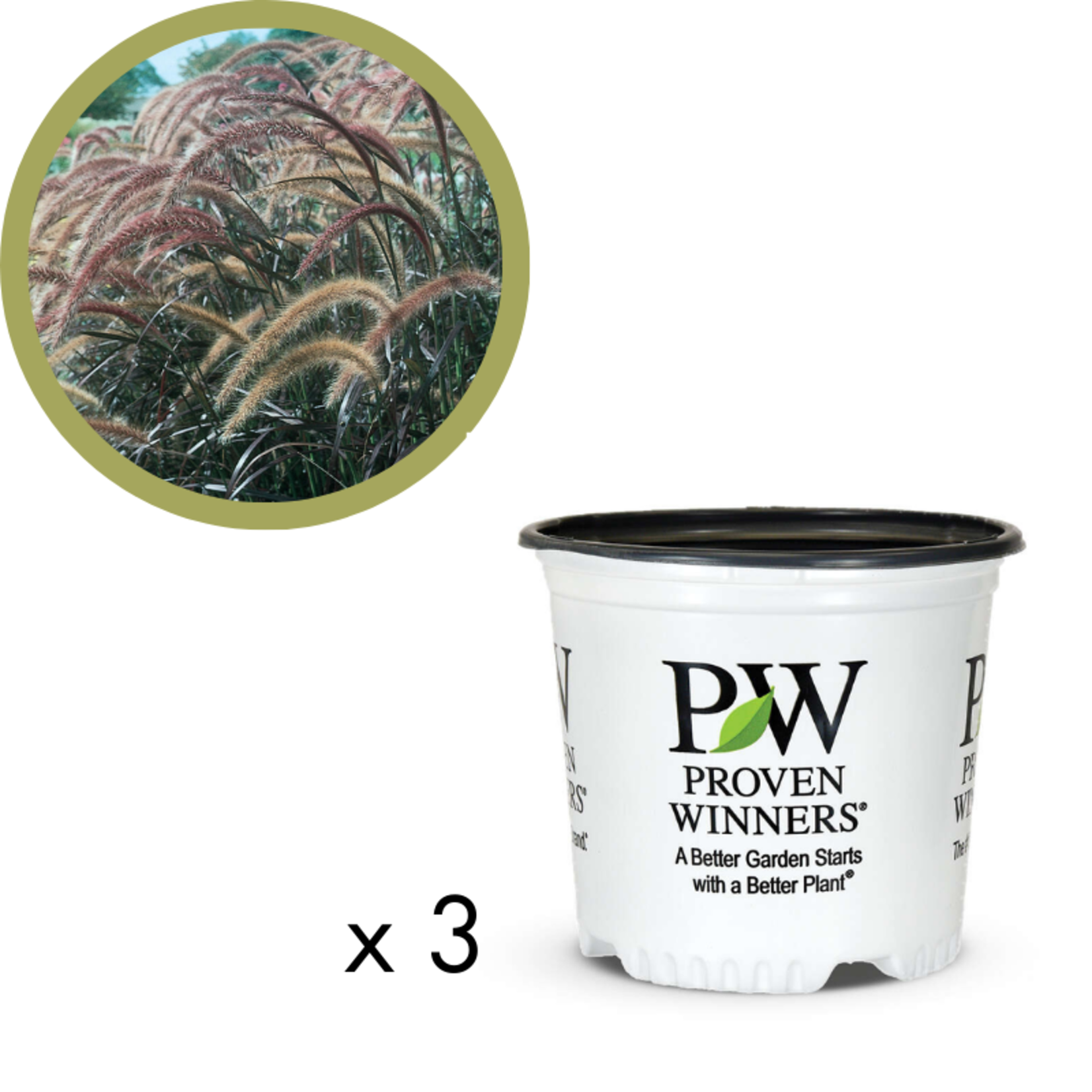 Green Spot Wholesale Order Request - Annual Grasses in #01 Gallon Proven Winners