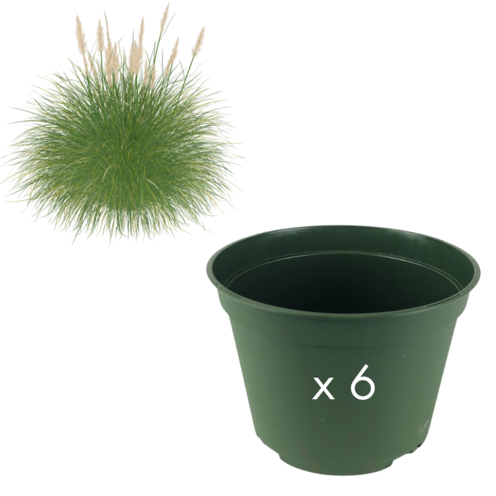 Green Spot Wholesale Order Request - Annual Grasses in 6" Azalea Pot