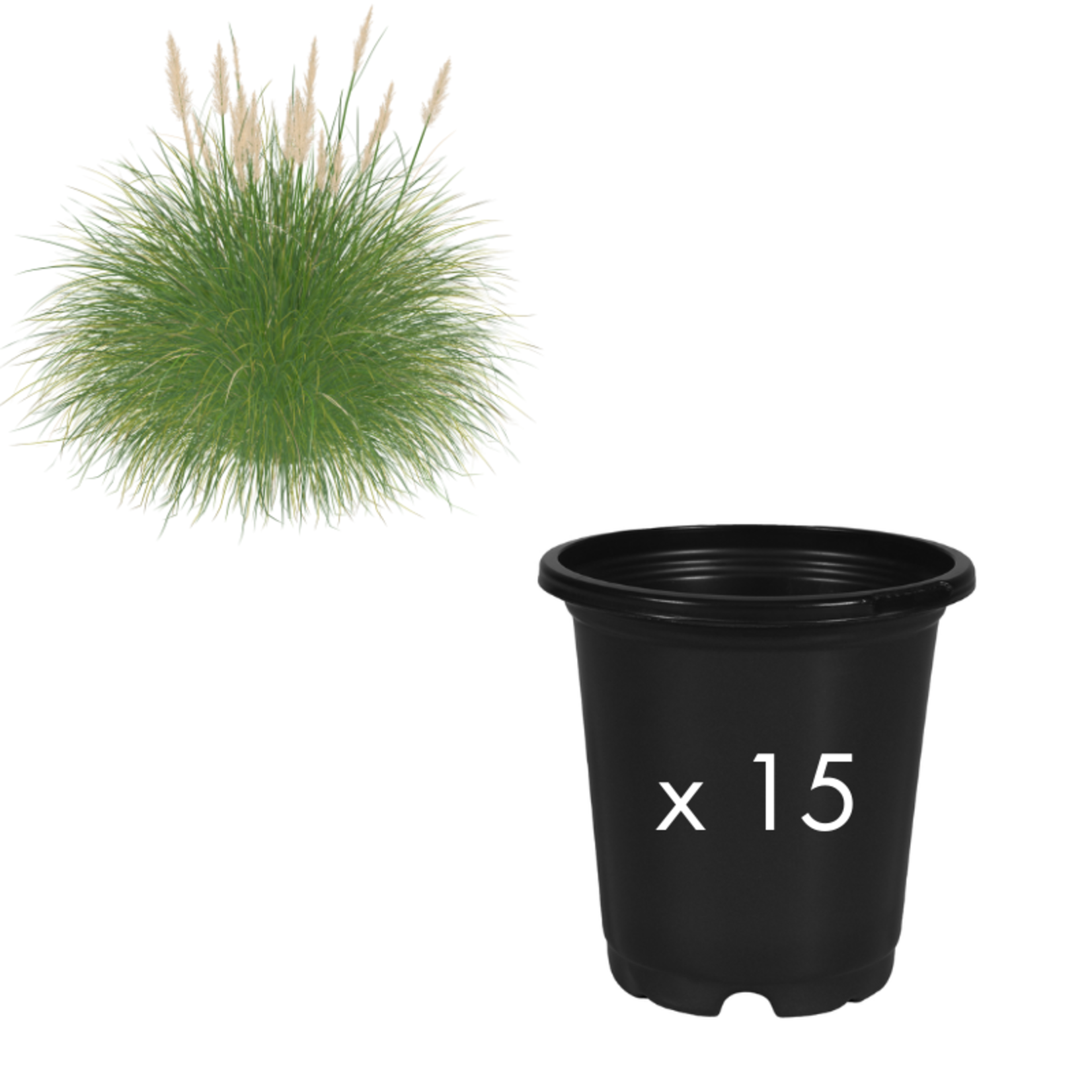 Green Spot Wholesale Order Request - Annual Grasses in 4" Co-Ex Pot