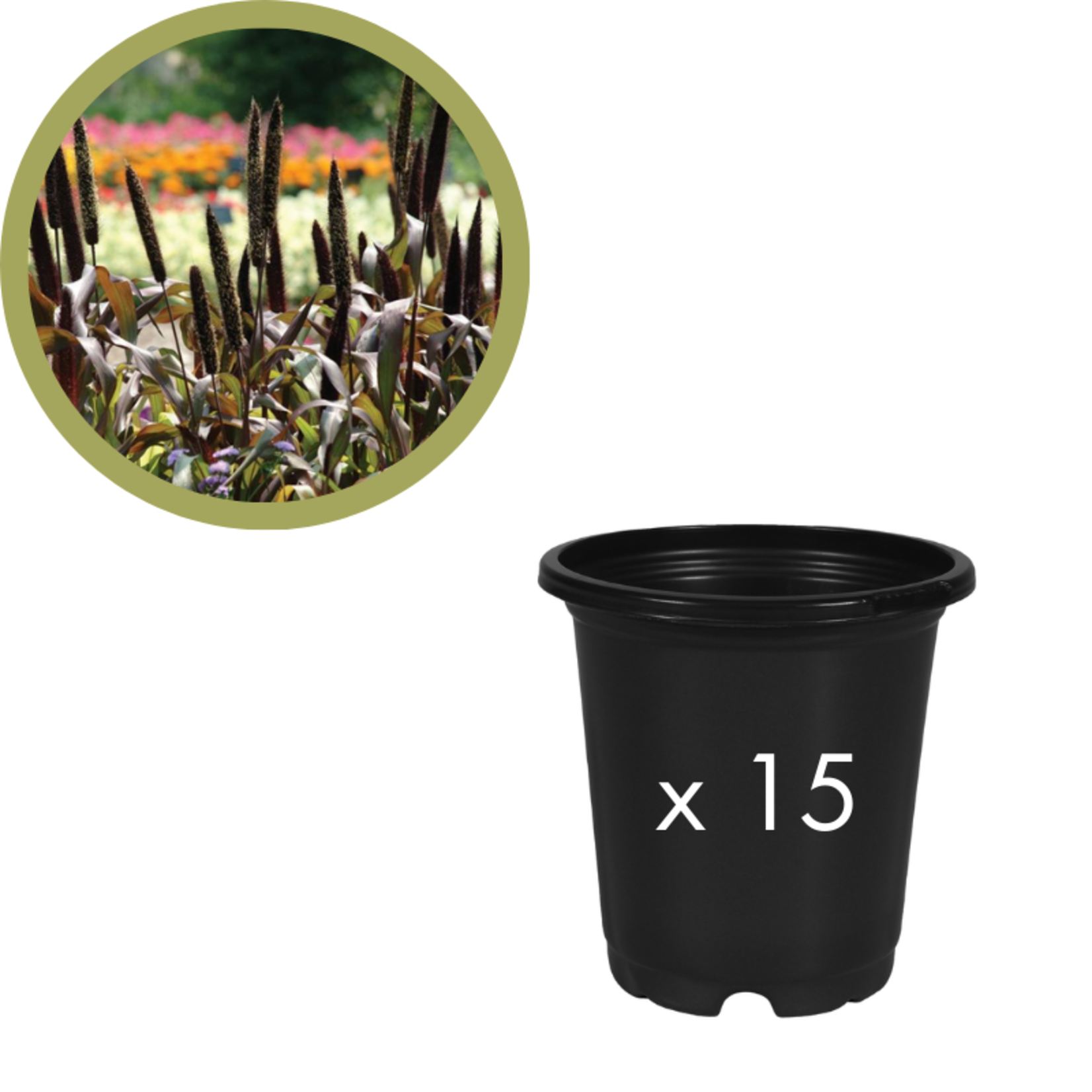 Order Request - Annual Grasses in 4" Co-Ex Pot