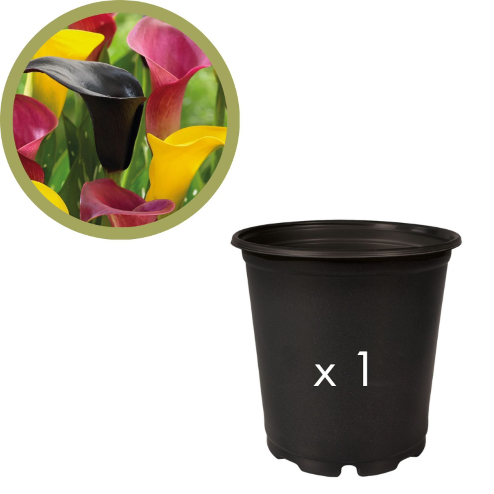 Green Spot Wholesale Order Request - Annual Specialty Flowers in #01 Gallon Euro Pot