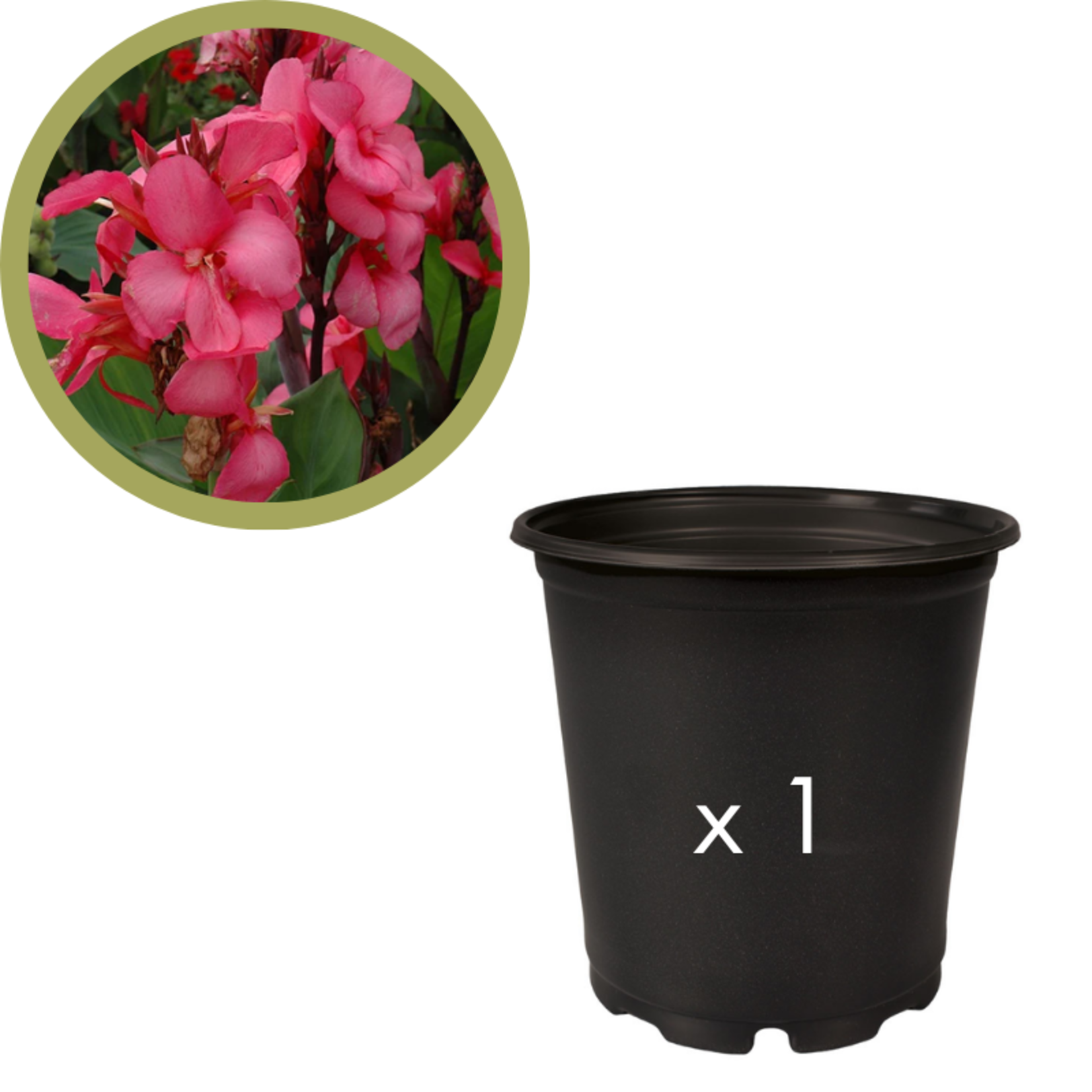 Green Spot Wholesale Order Request - Annual Specialty Flowers in #01 Gallon Euro Pot