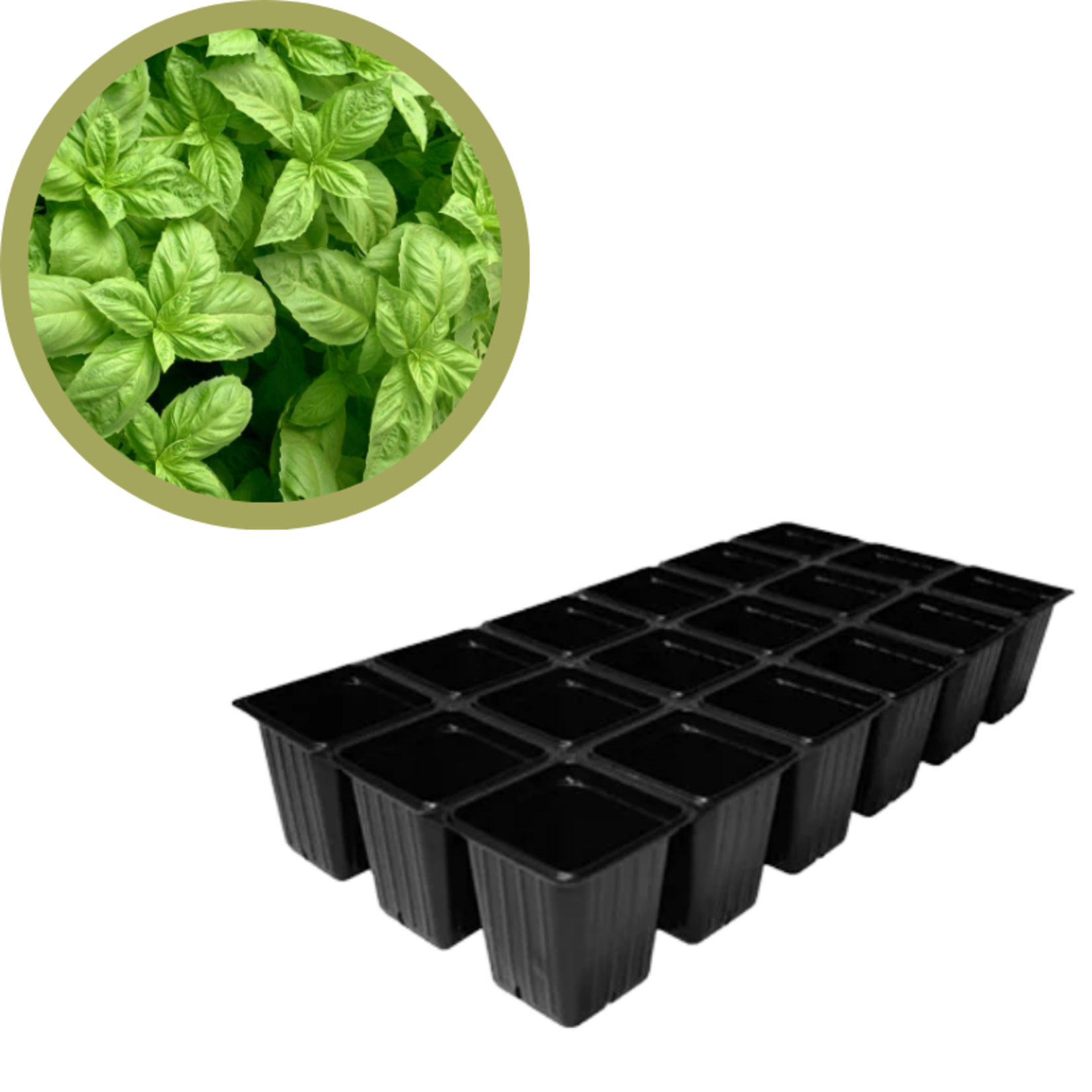 Green Spot Wholesale Order Request - Annual Herbs in 1835 Tray
