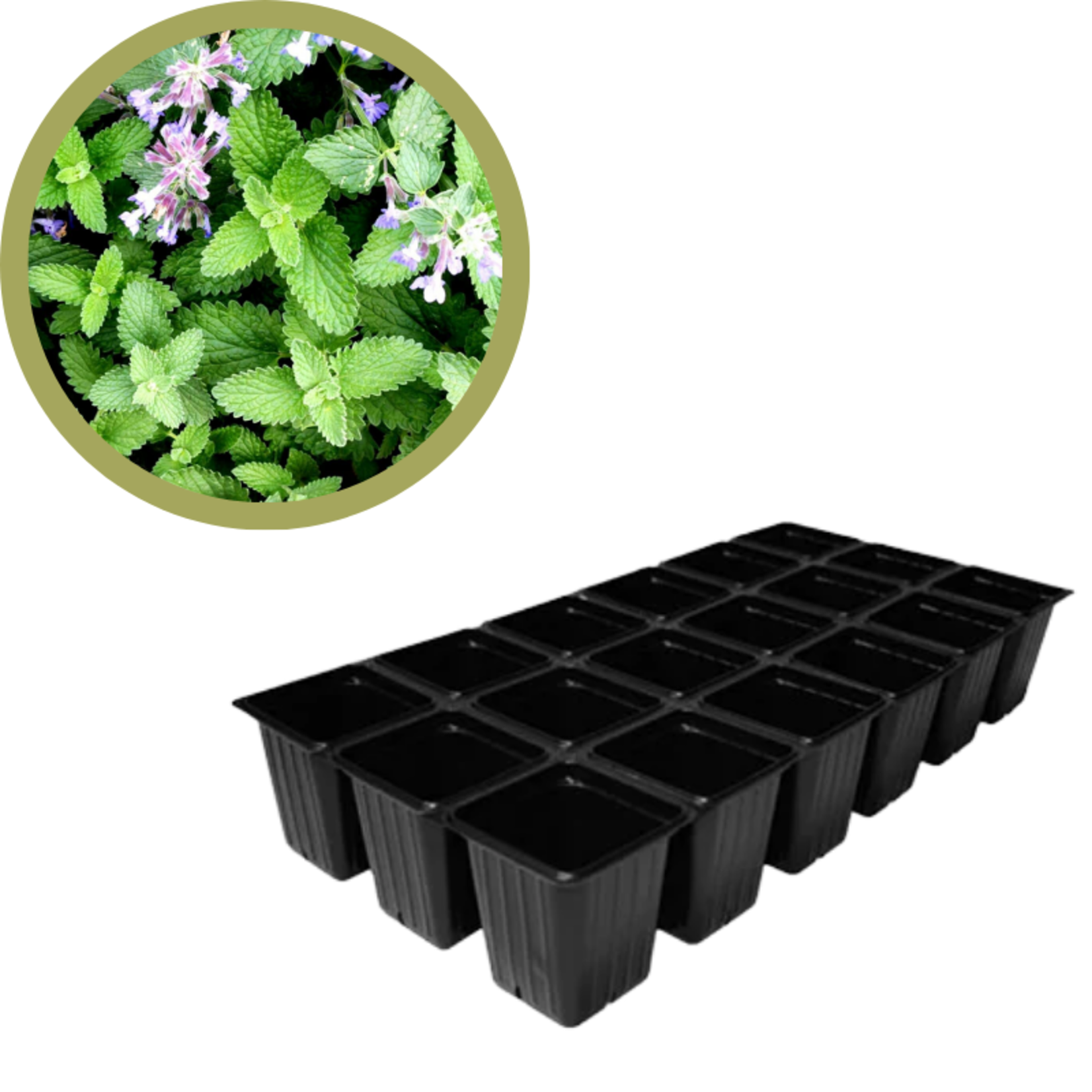 Green Spot Wholesale Order Request - Annual Herbs in 1835 Tray
