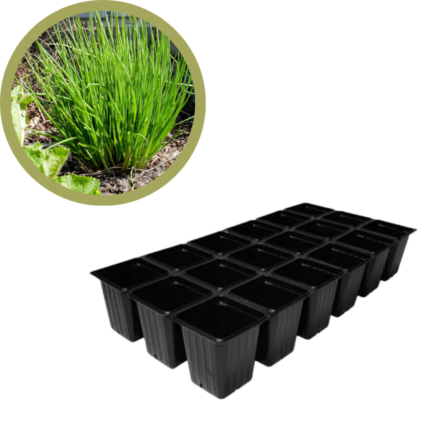 Green Spot Wholesale Order Request - Annual Herbs in 1835 Tray