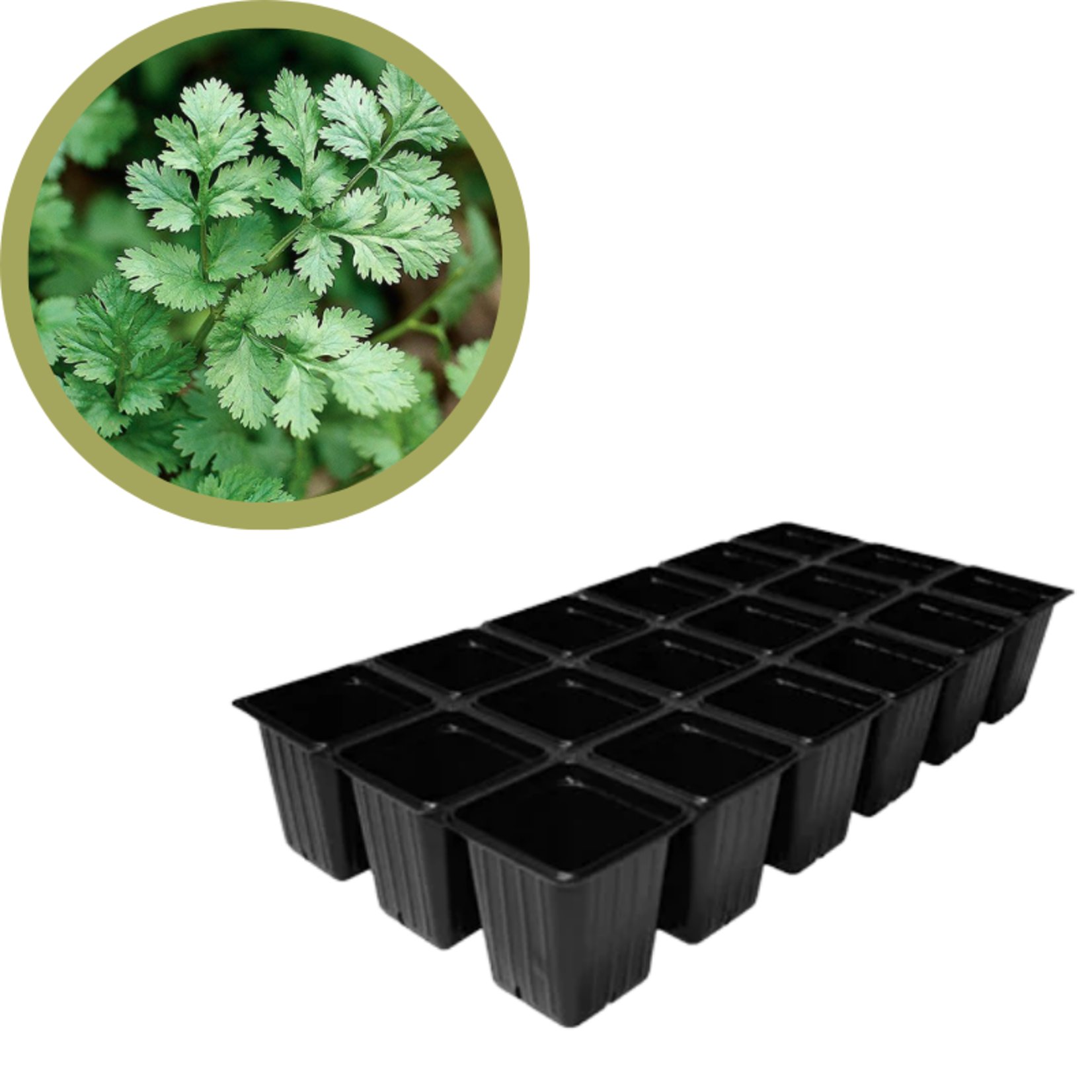 Green Spot Wholesale Order Request - Annual Herbs in 1835 Tray