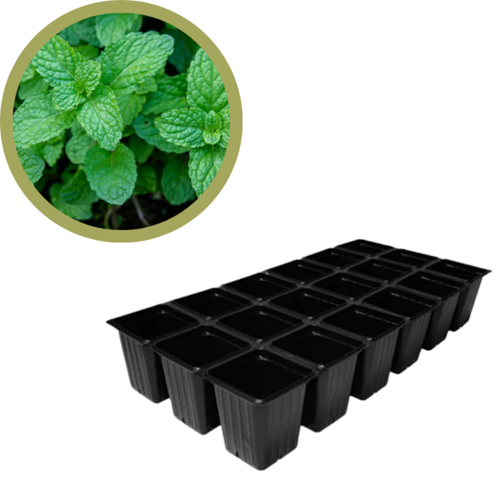 Green Spot Wholesale Order Request - Annual Herbs in 1835 Tray
