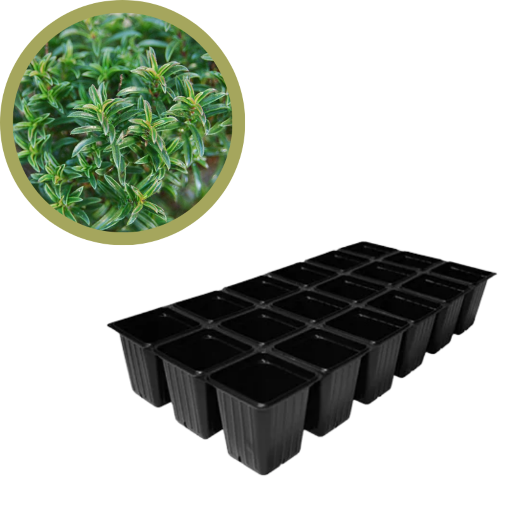 Green Spot Wholesale Order Request - Annual Herbs in 1835 Tray