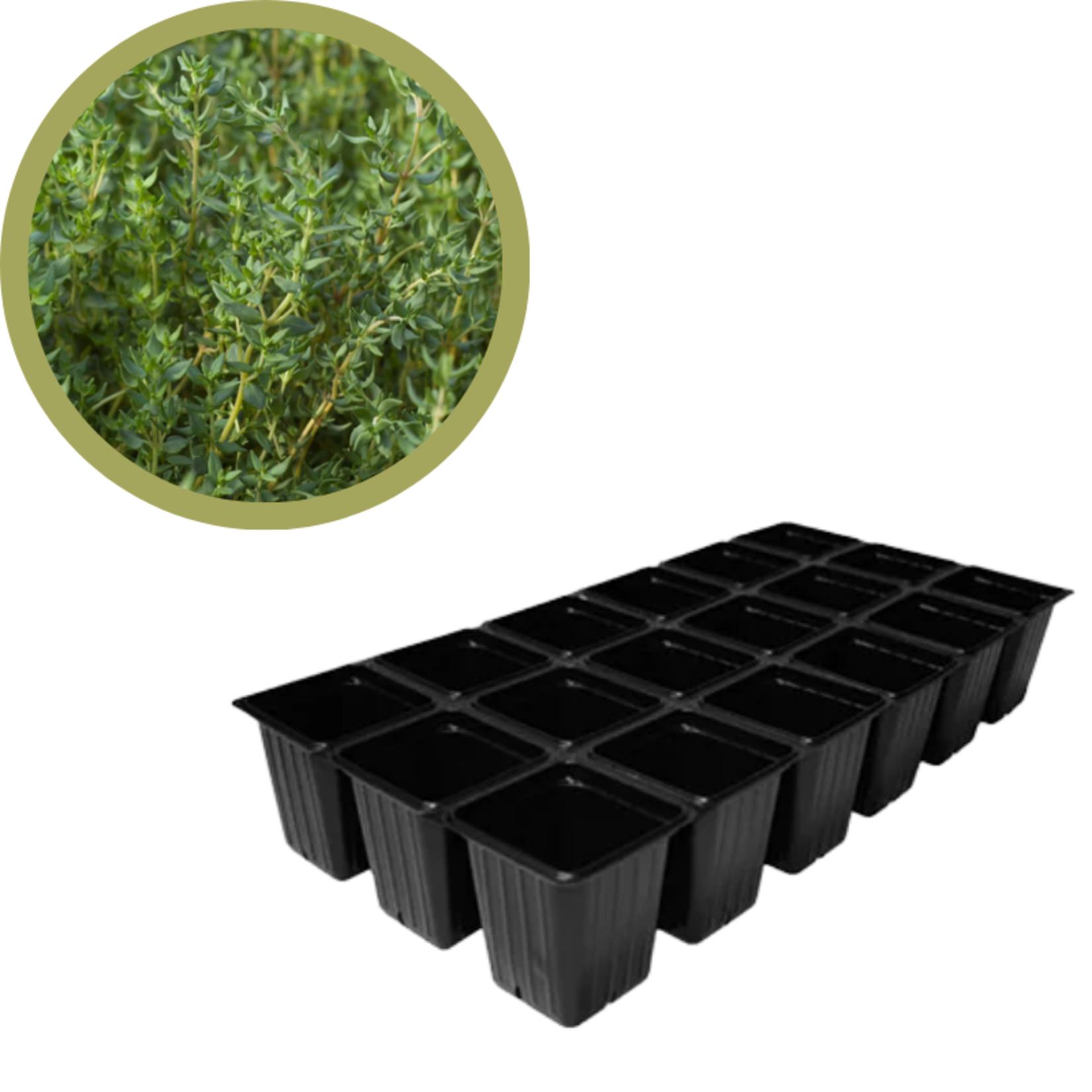 Green Spot Wholesale Order Request - Annual Herbs in 1835 Tray