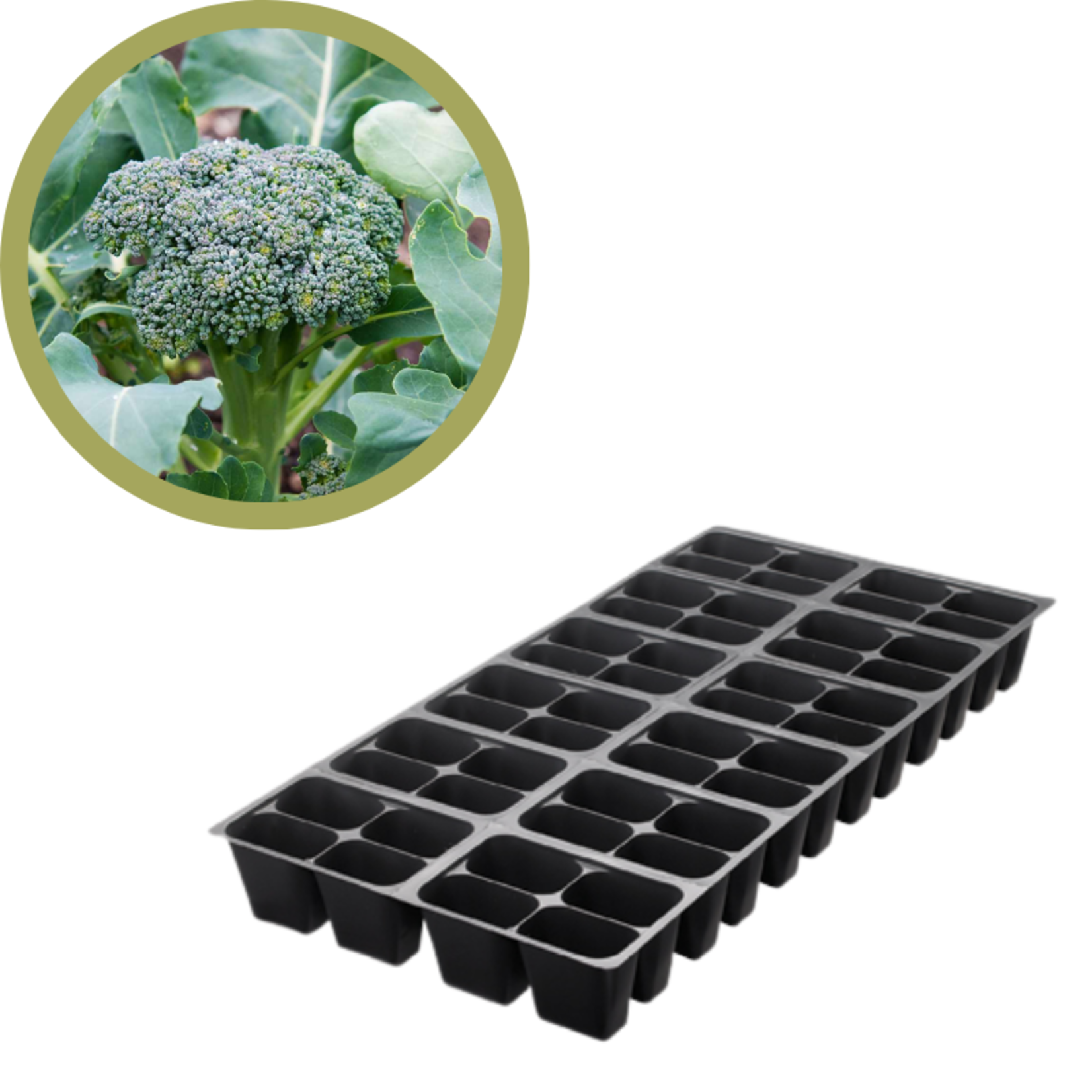 Green Spot Wholesale Order Request - Annual Vegetables in 1204 Tray