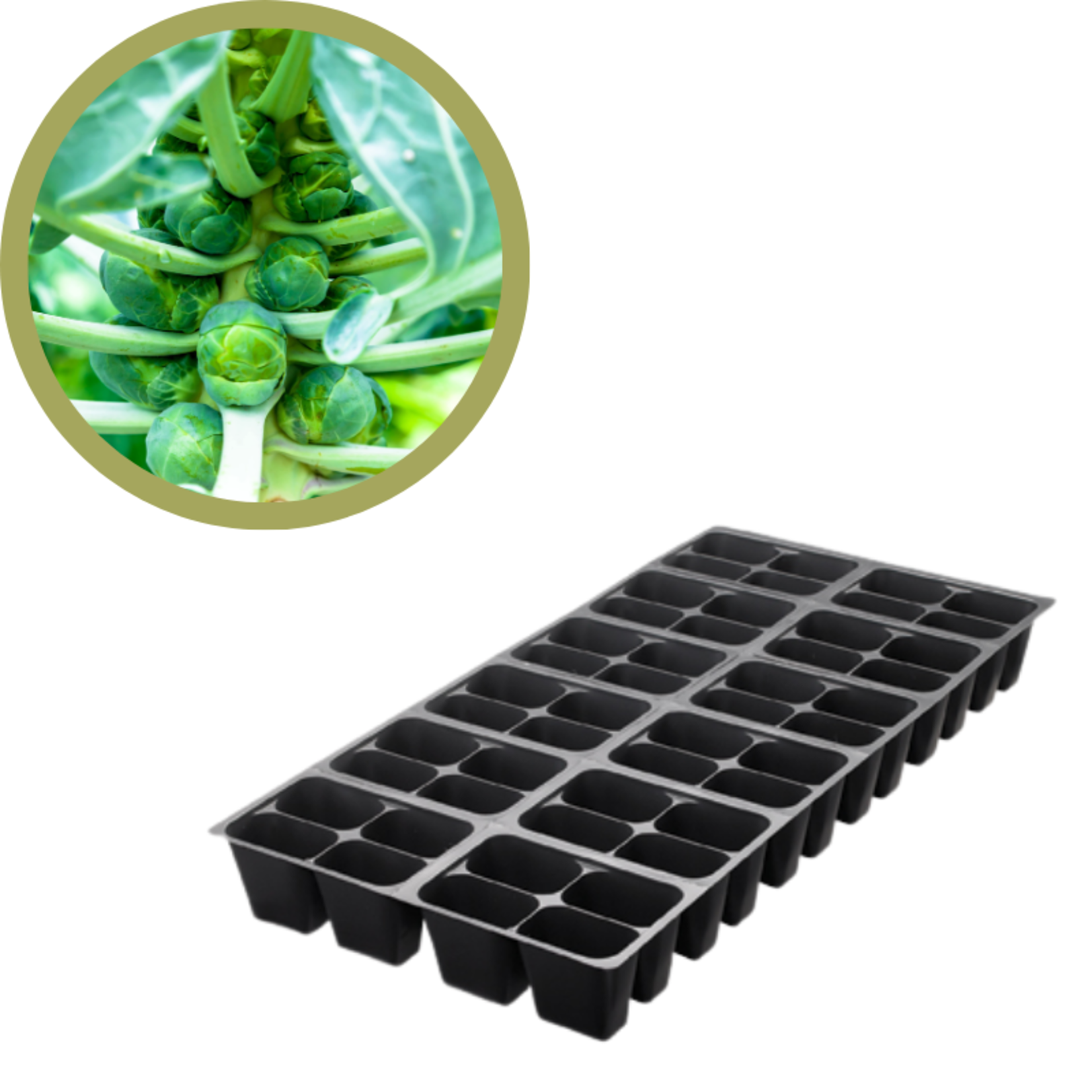 Green Spot Wholesale Order Request - Annual Vegetables in 1204 Tray