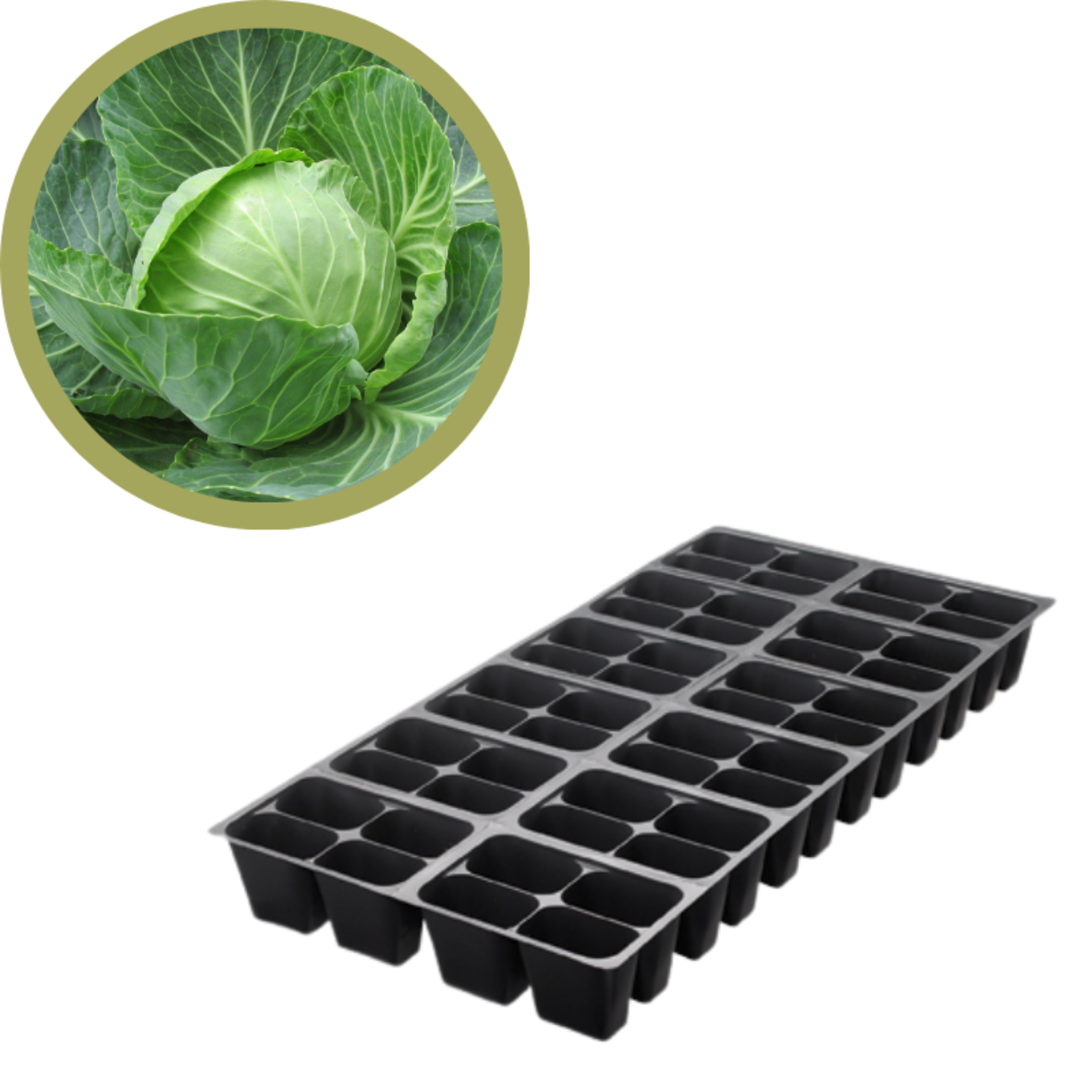 Green Spot Wholesale Order Request - Annual Vegetables in 1204 Tray