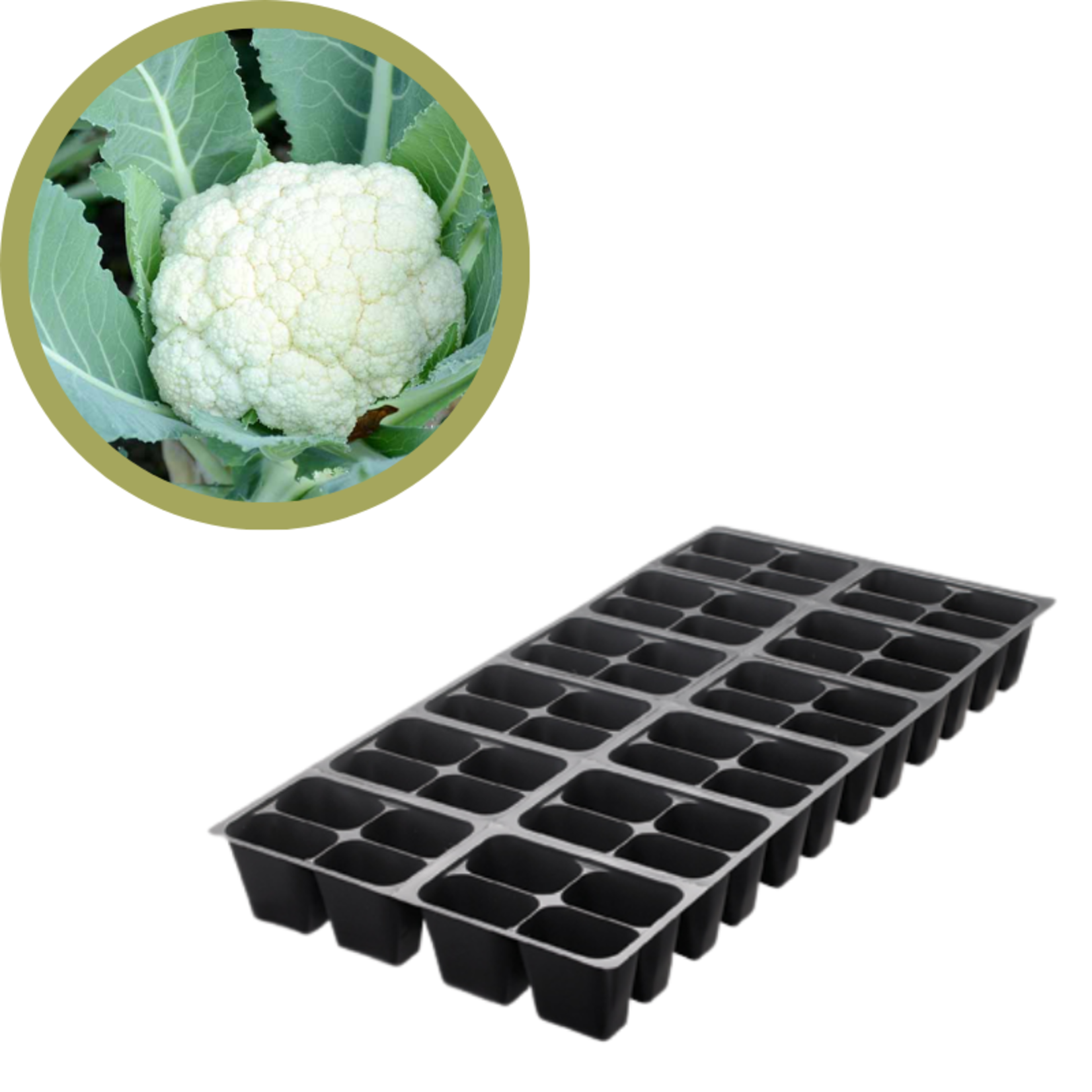 Green Spot Wholesale Order Request - Annual Vegetables in 1204 Tray