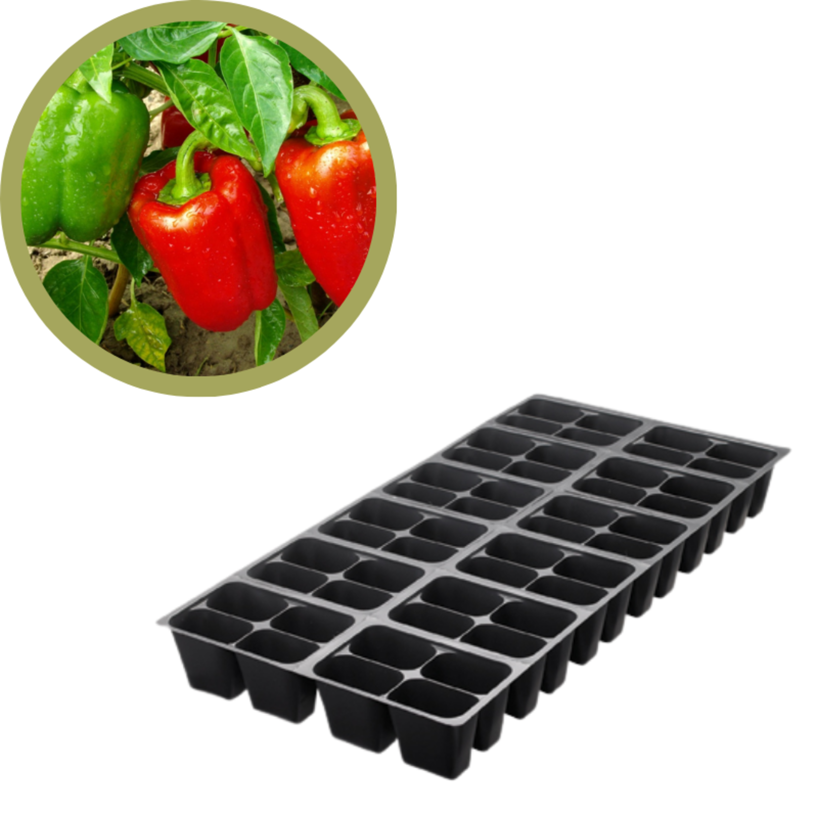 Green Spot Wholesale Order Request - Annual Vegetables in 1204 Tray