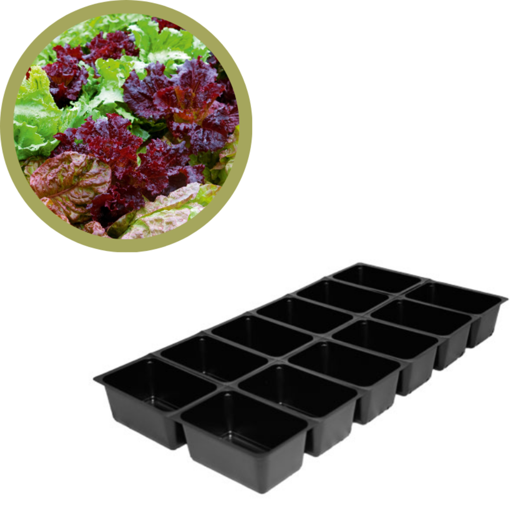 Green Spot Wholesale Order Request - Annual Vegetables in 1201 Tray