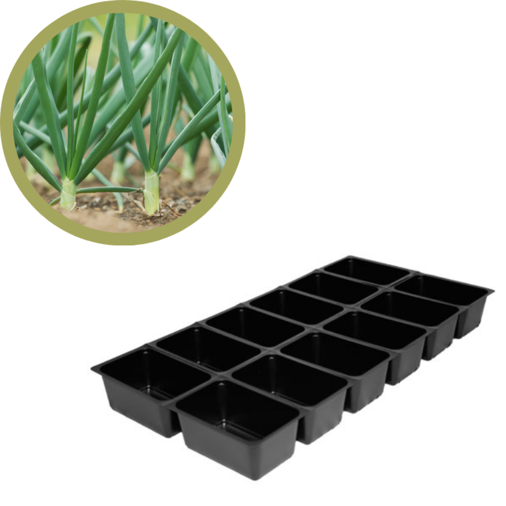 Green Spot Wholesale Order Request - Annual Vegetables in 1201 Tray