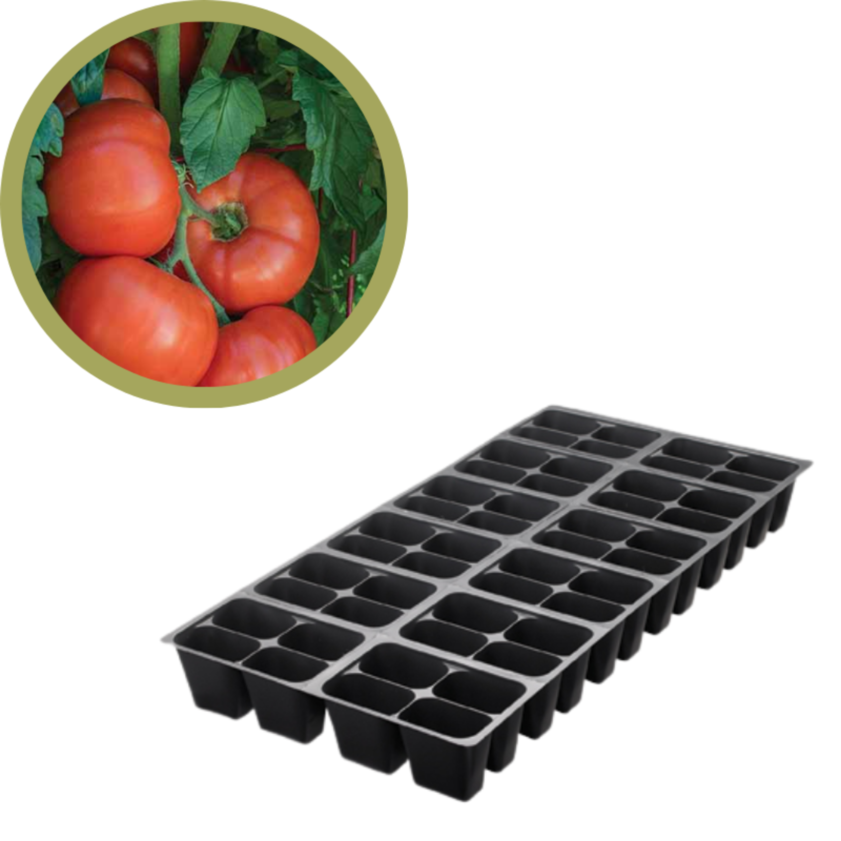 Green Spot Wholesale Order Request - Annual Tomatoes in 1204 Tray