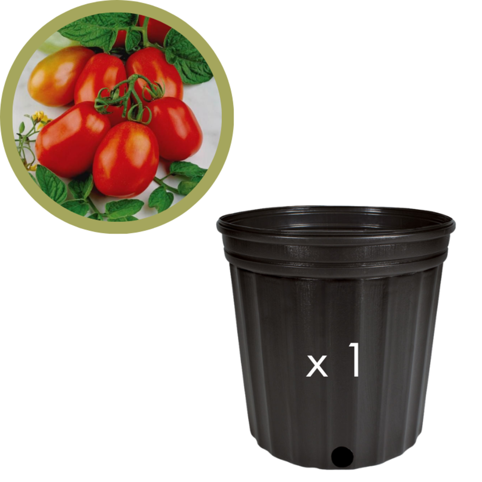 Green Spot Wholesale Order Request - Annual Tomatoes in #02 Gallon Euro Pot