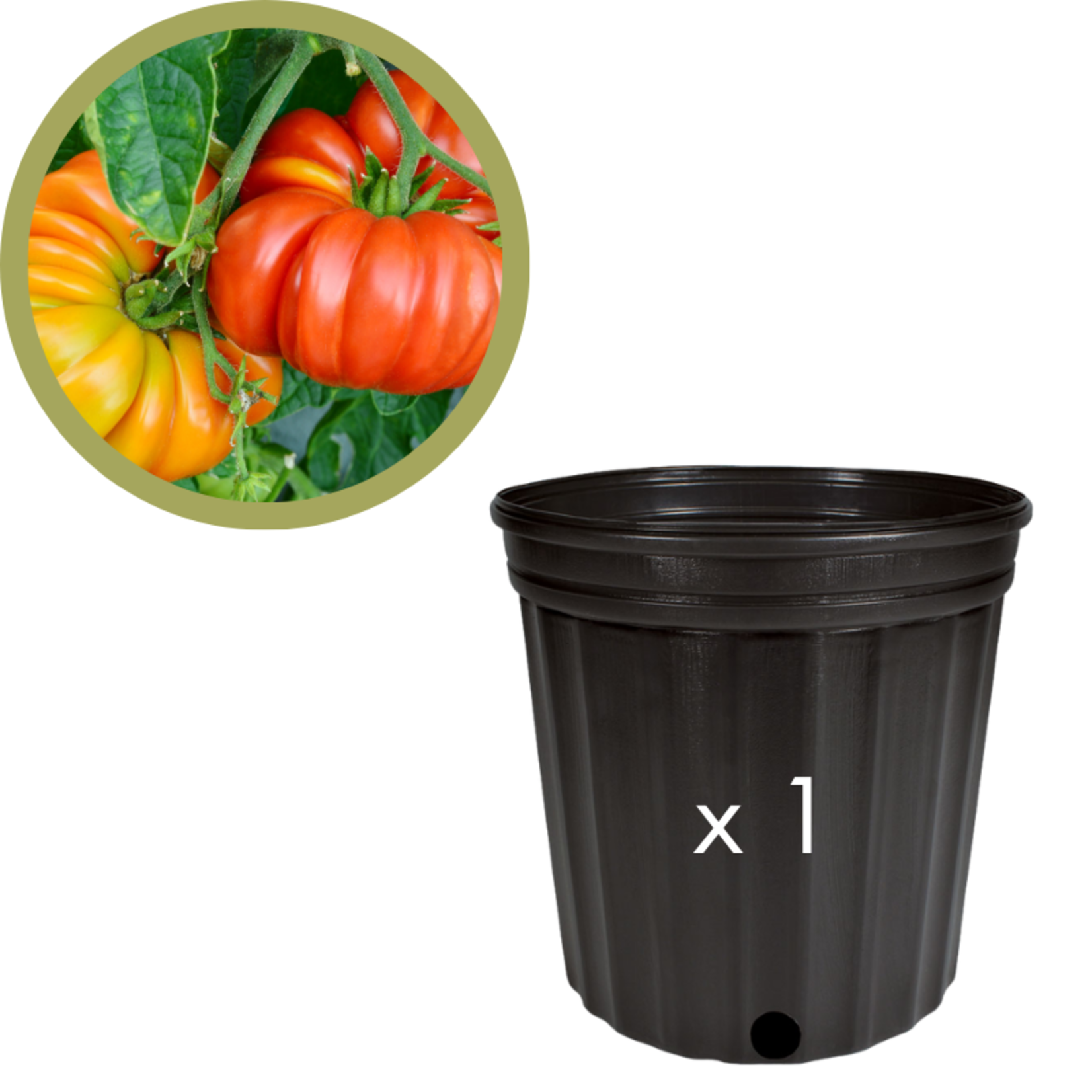 Green Spot Wholesale Order Request - Annual Tomatoes in #02 Gallon Euro Pot