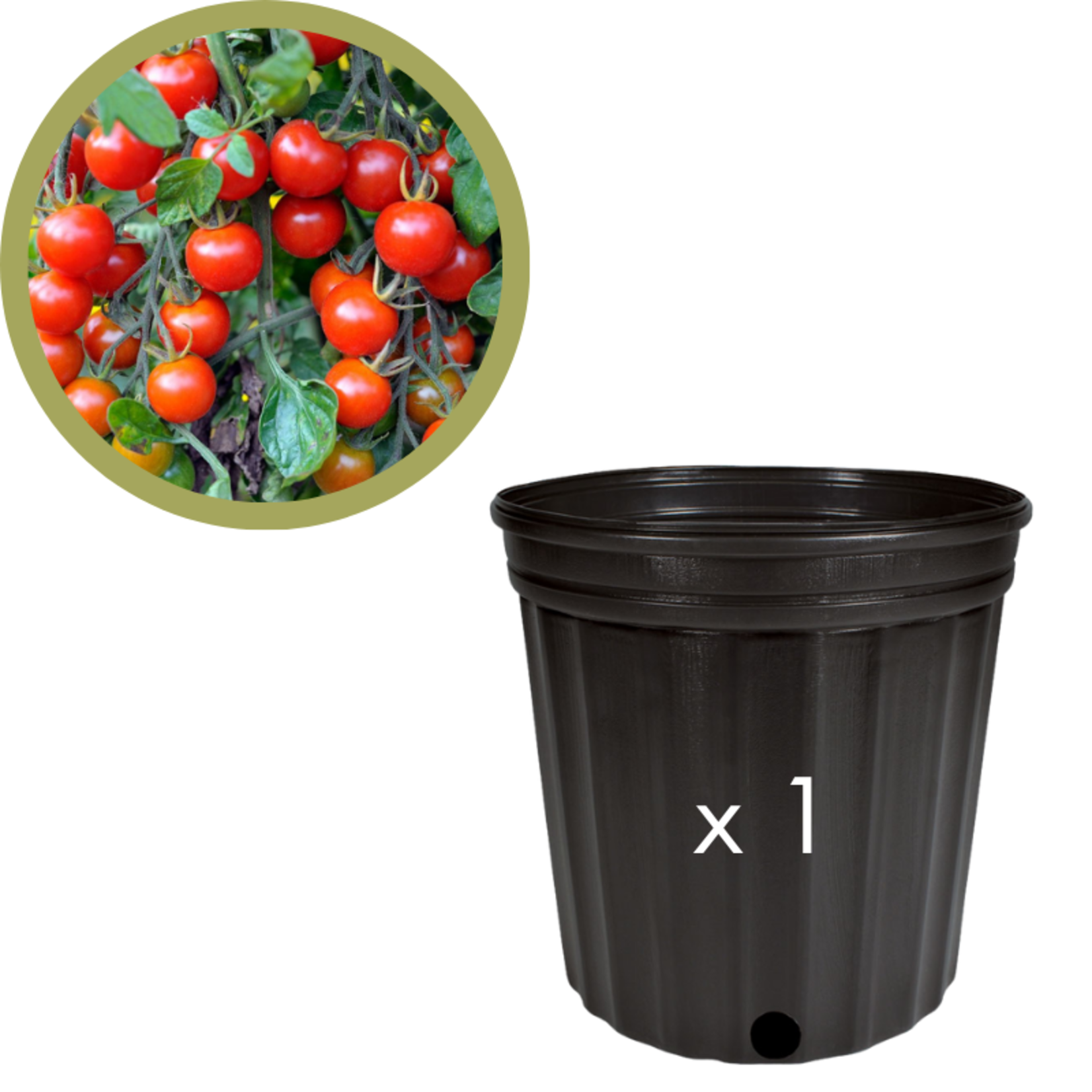 Green Spot Wholesale Order Request - Annual Tomatoes in #02 Gallon Euro Pot