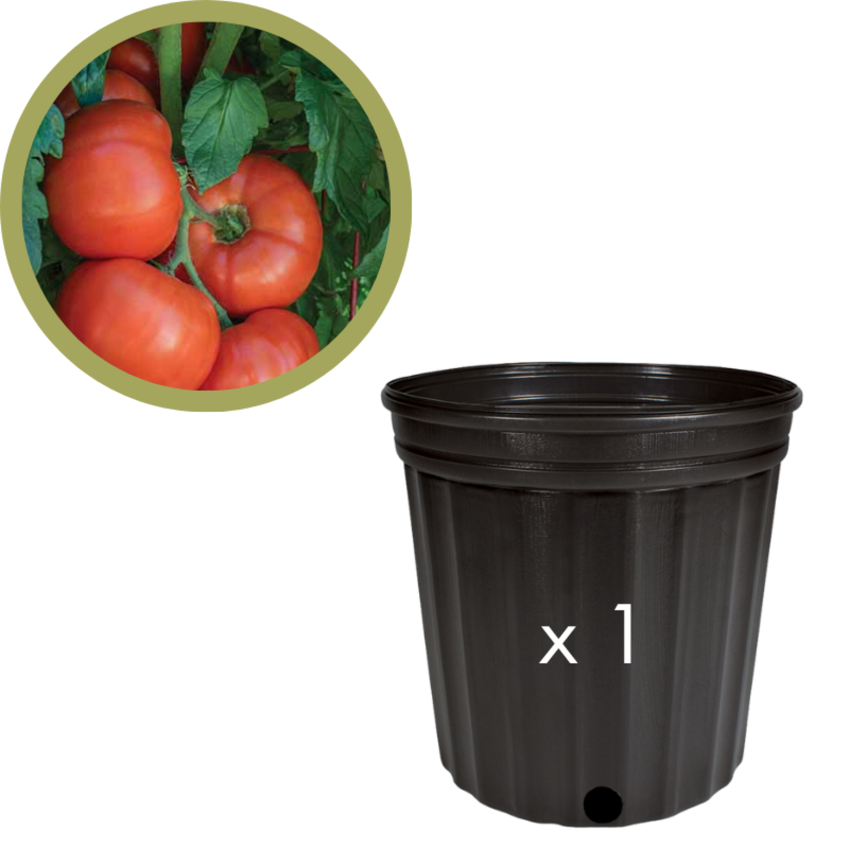 Green Spot Wholesale Order Request - Annual Tomatoes in #02 Gallon Euro Pot