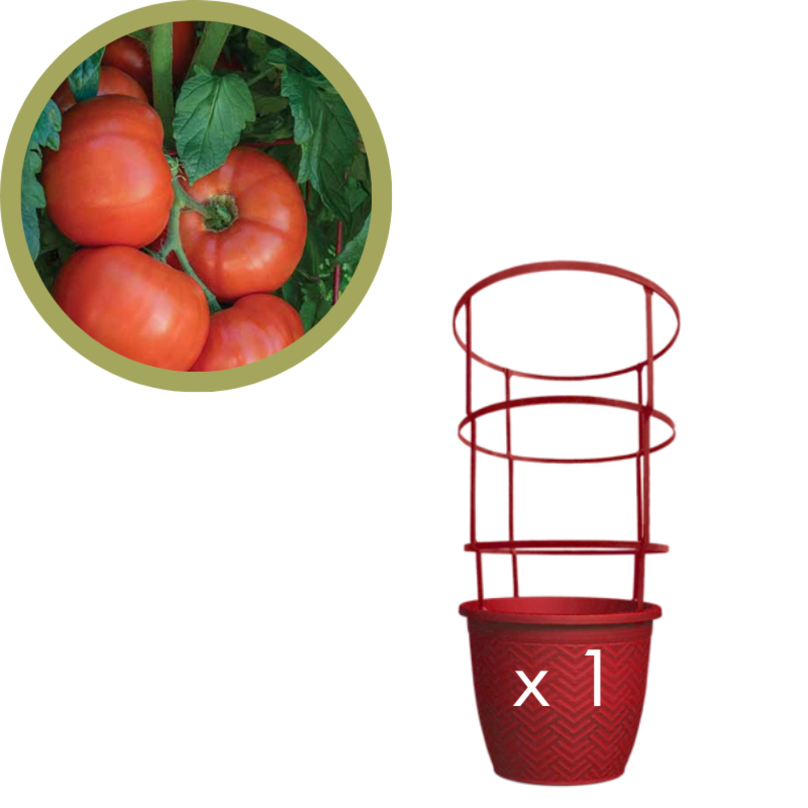 Green Spot Wholesale Order Request - Annual Tomatoes in #02 Gallon Trellis Pot