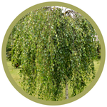 Betula pendula 'Youngii'  Young's Weeping Birch