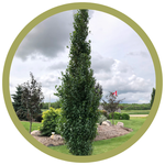 Betula platyphylla 'Jefpark' Parkland Pillar Birch