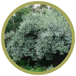 Elaeagnus commutata Wolf Willow