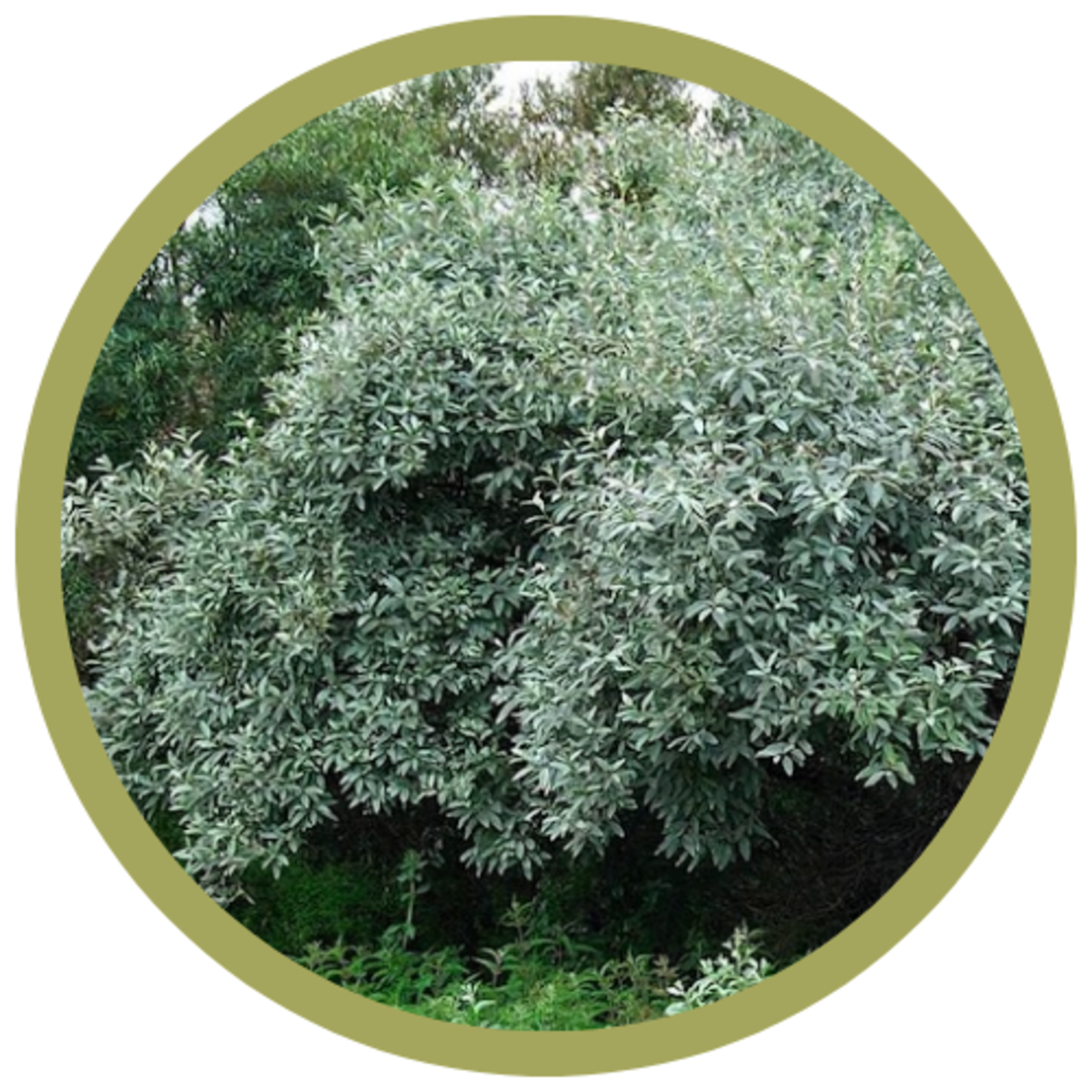 Elaeagnus commutata Wolf Willow