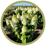 Hydrangea paniculata 'Kolmakilima' Moonrock