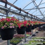 Green Spot Wholesale Order Request - Hanging Basket