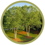 Betula nigra River Birch