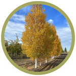 Betula papyrifera 'Chickadee' Birch
