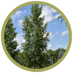 Betula papyrifera 'Prairie Dream' Paper Birch