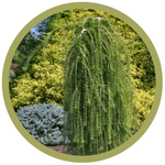 Larix decidua 'Puli' European Larch