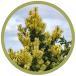 Pinus contorta 'Taylor's Sunburst' Lodgepole Pine