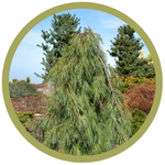 Pinus strobus 'Angel Falls' Eastern White Pine