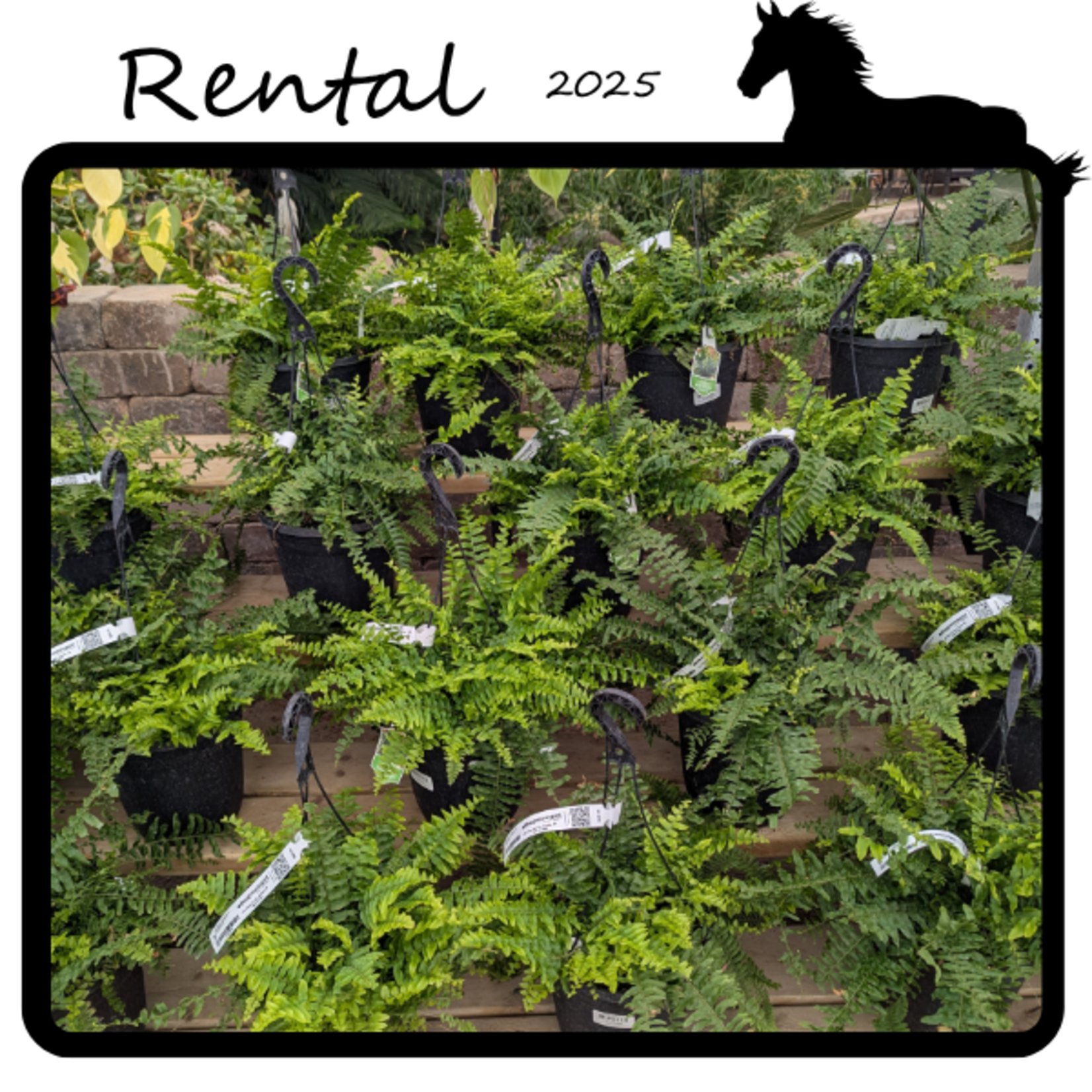 Green Spot Rentals Rental - Boston Fern