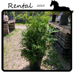 Green Spot Rentals Rental - Cedar #02 - #03 Gallon Nursery Container
