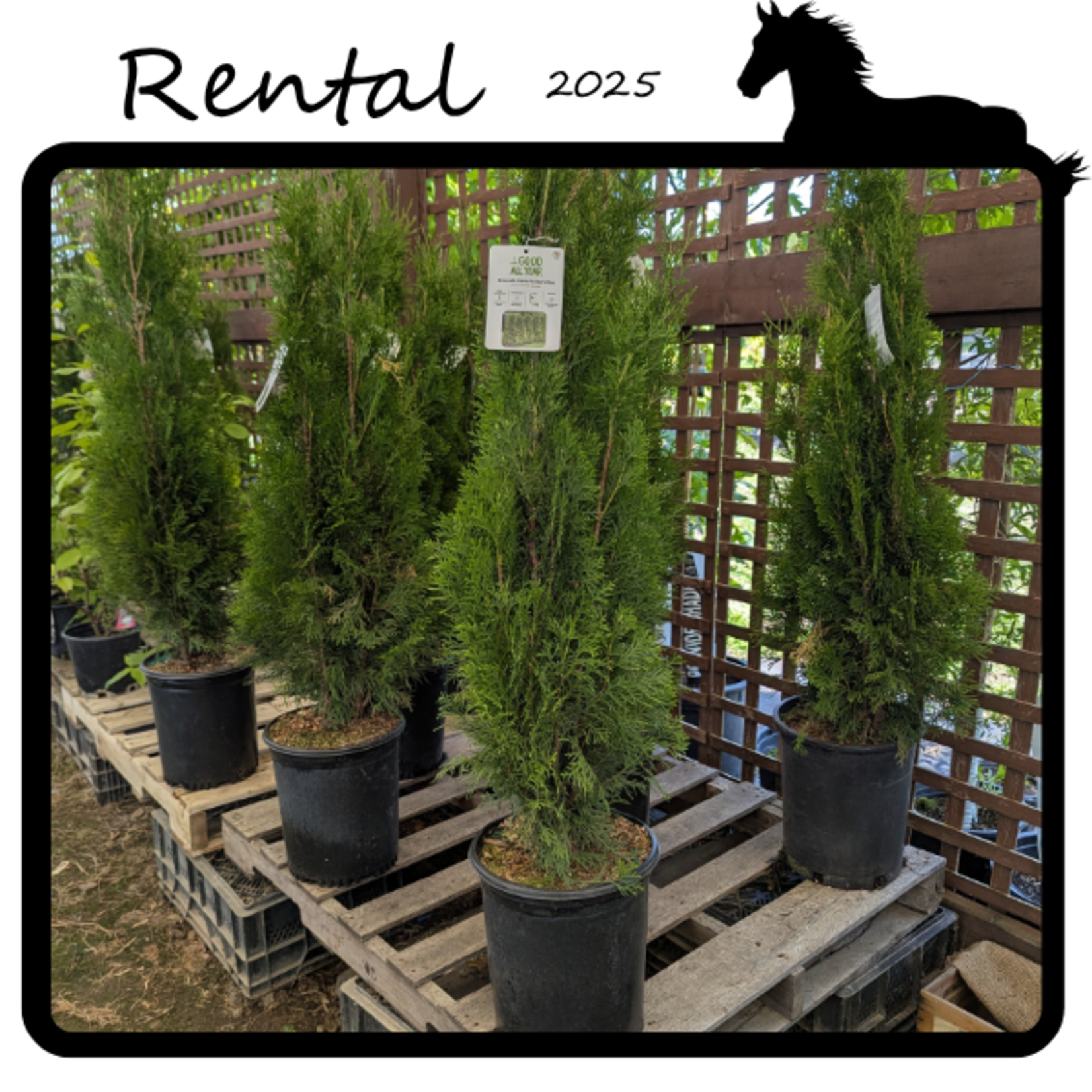 Rental - Cedar #05 - #07 Gallon Nursery Container