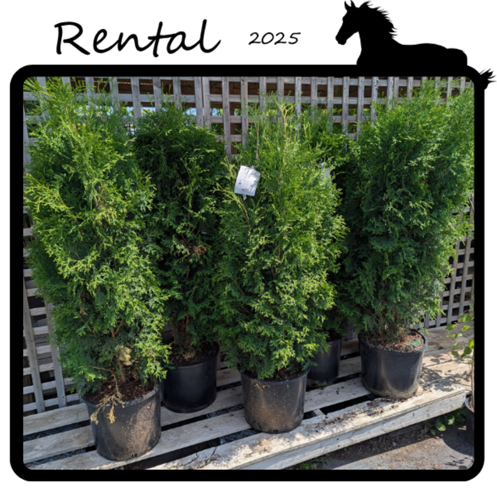 Rental - Cedar #10 Gallon Nursery Container