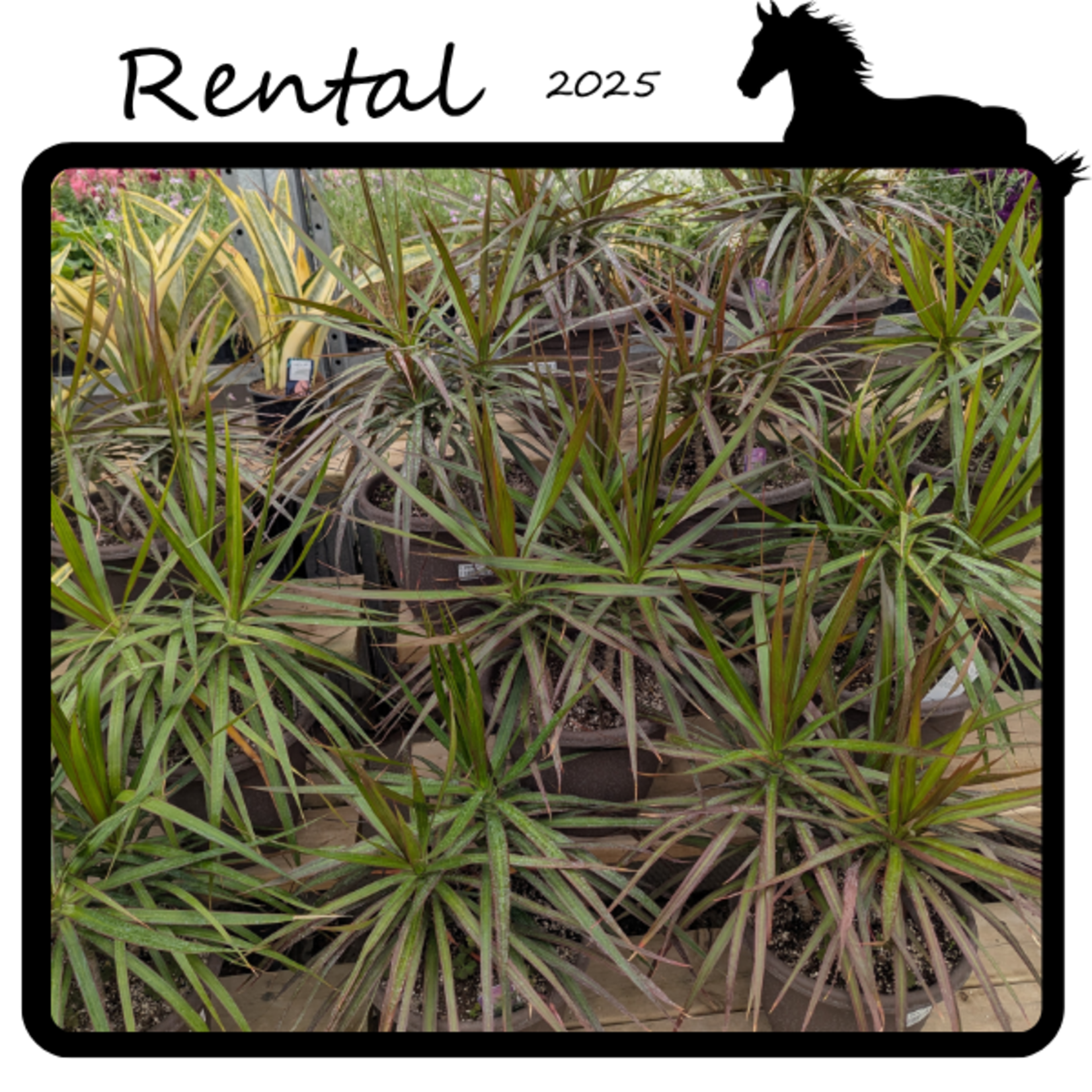 Green Spot Rentals Rental - Dracaena sp.