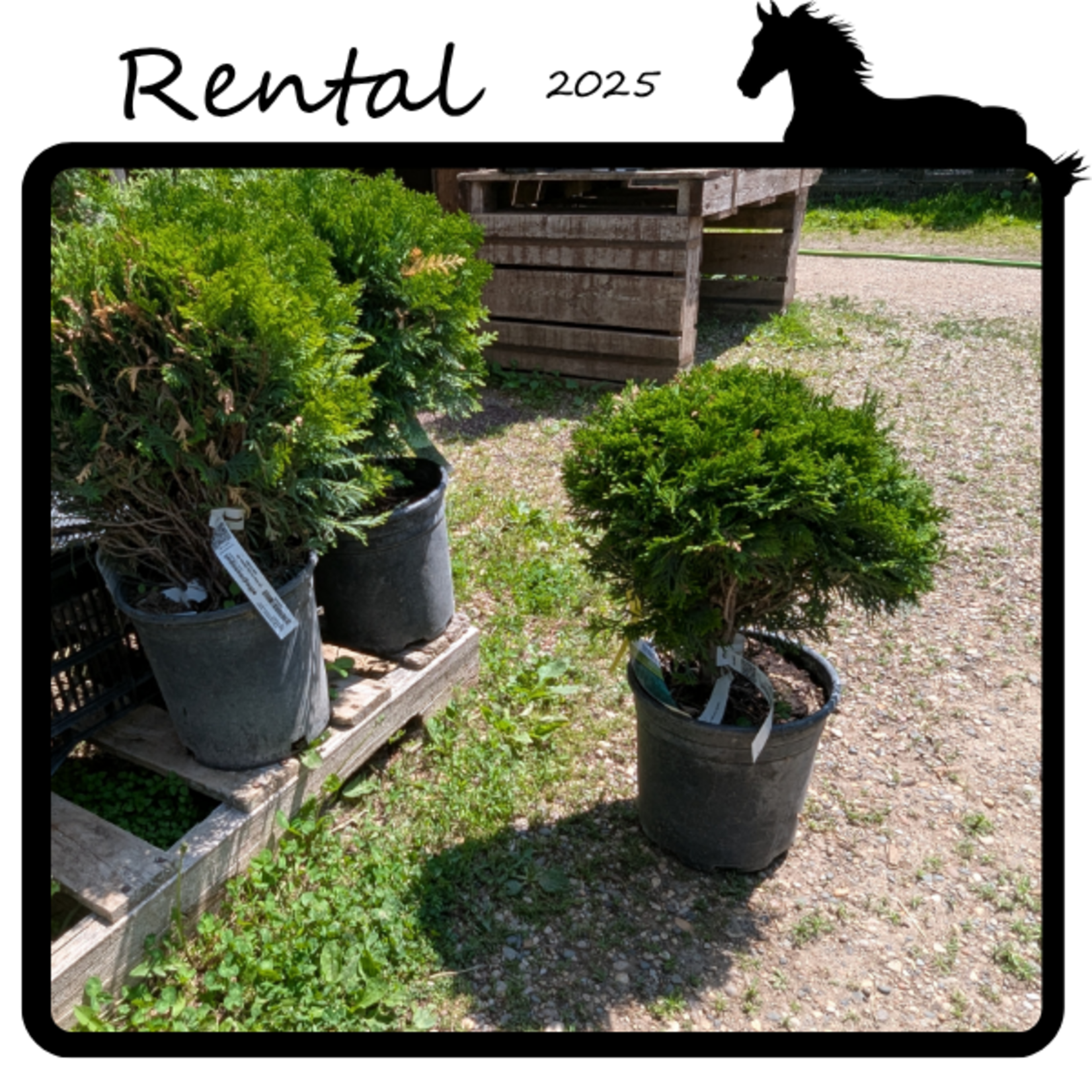 Green Spot Rentals Rental - Globe Cedar #02 - #03 Gallon Nursery Container