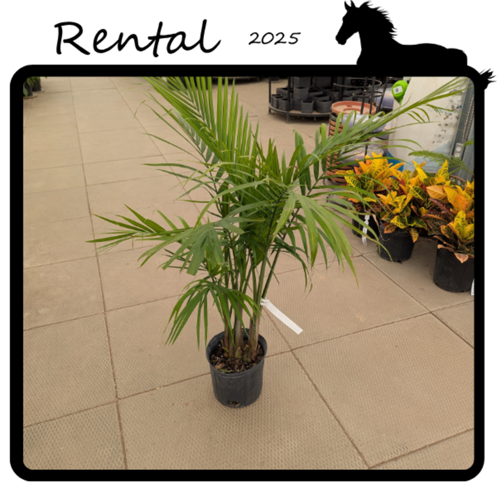 Rental - Majesty Palm