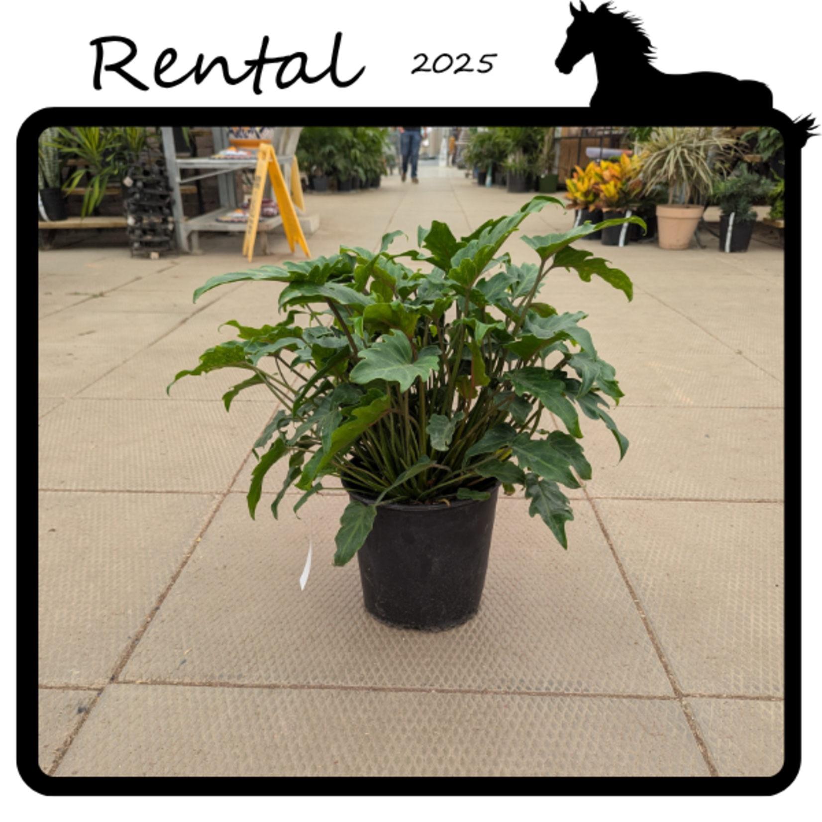 Green Spot Rentals Rental - Philodendron 'deja vu'
